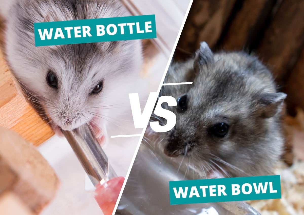 Can Hamsters Drink From a Bowl? Water Bowl Vs Water Bottle