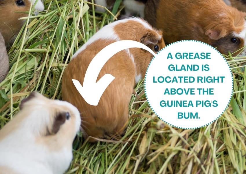 Male guinea pig need grease gland cleaning