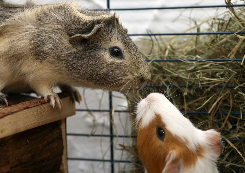 Female guinea pigs get along better than males