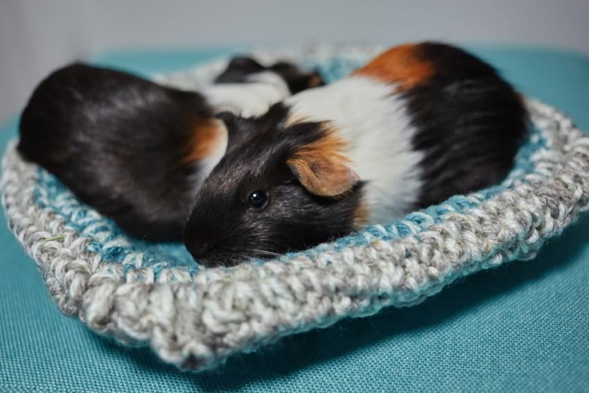 Guinea pigs sleeping with eyes open