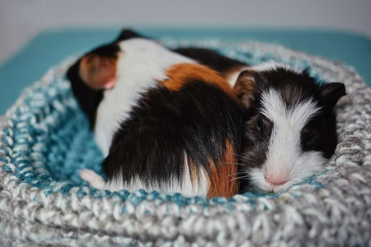 Do guinea pigs sleep with their eyes open?
