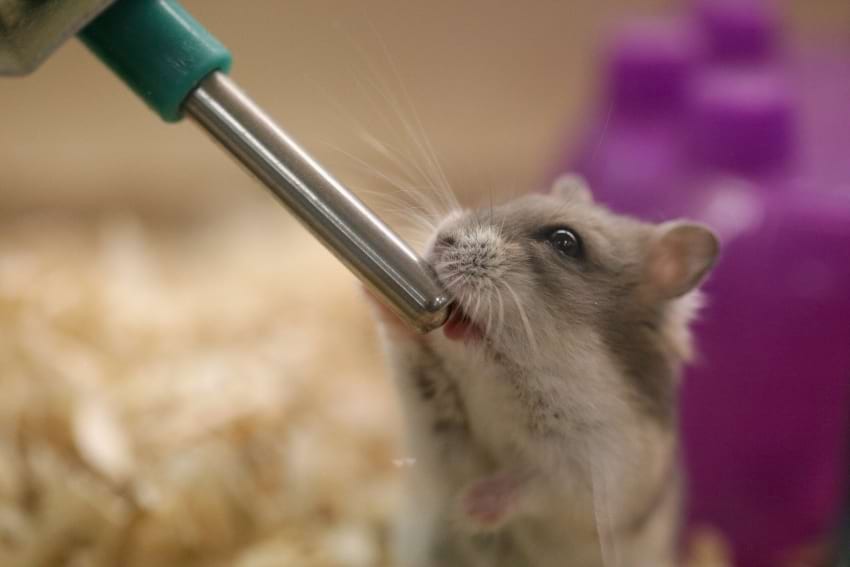 Hamster drinking from a water bottle