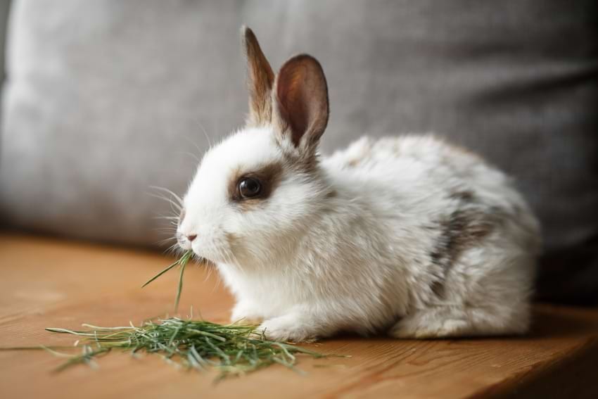 Rabbit diet for babies, young, adult, and senior rabbits