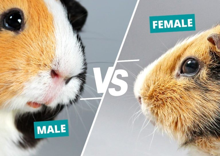 Male vs Female Guinea Pigs: Key Differences & How to Tell the Sex