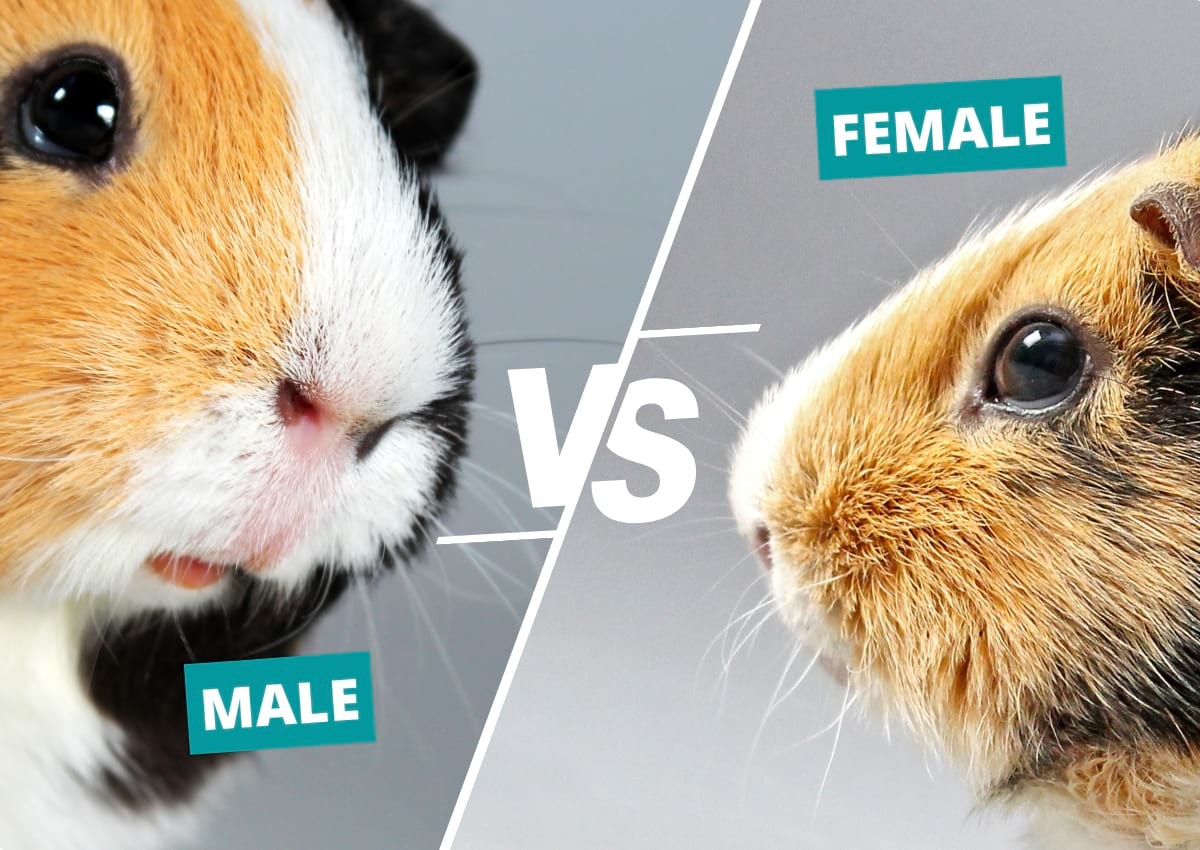 Guinea pigs male vs female