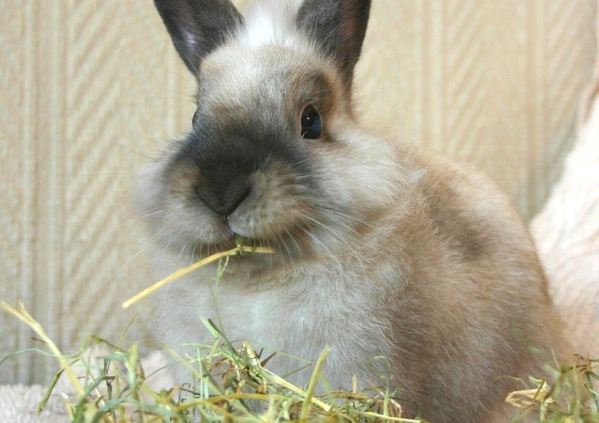 Rabbit eating hay