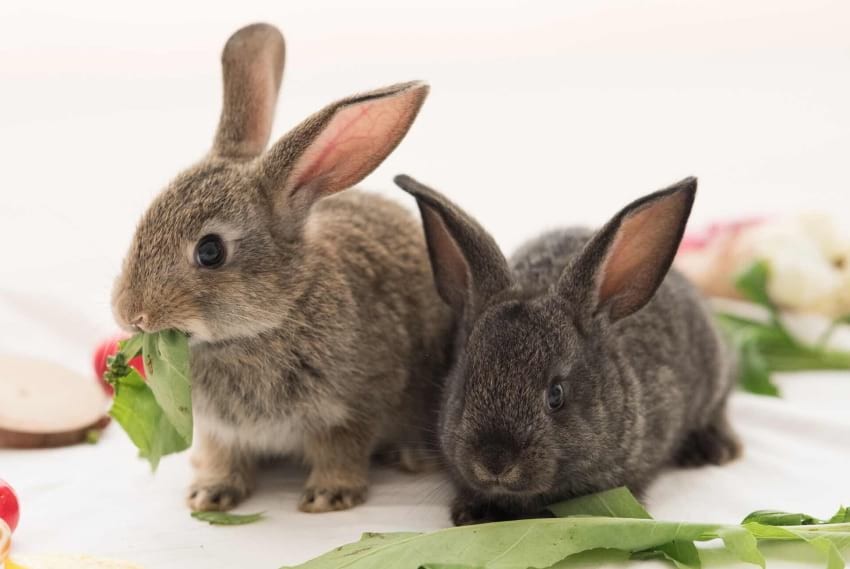 Rabbits eating vegetables