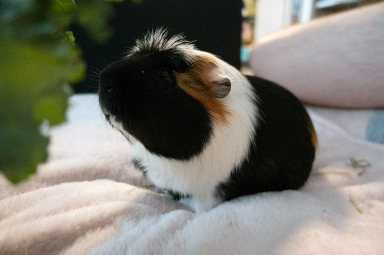 How to Train Your Guinea Pigs: Easy Tricks to Try